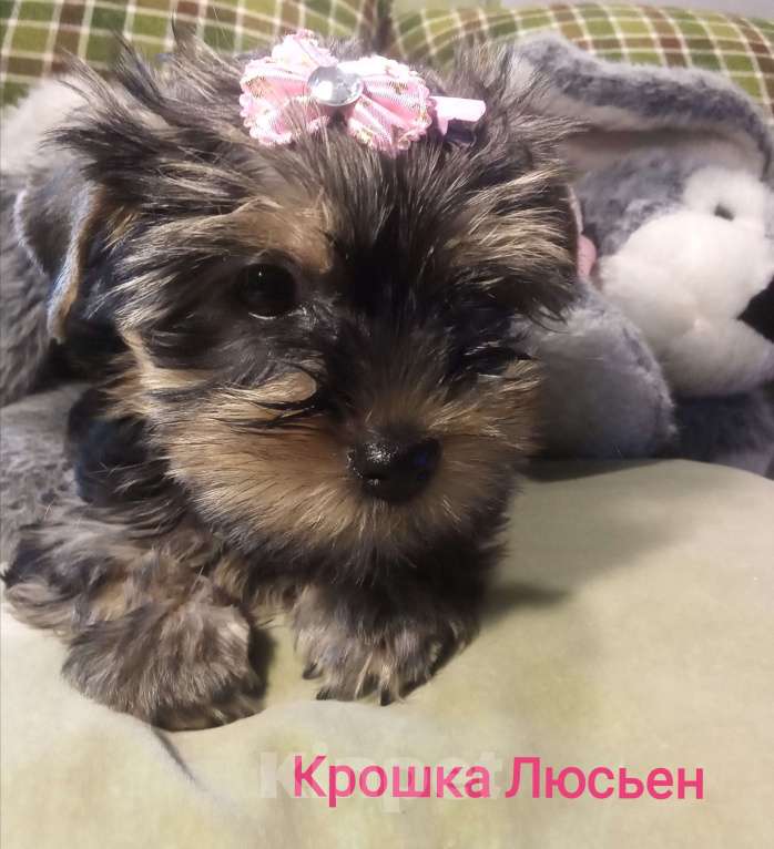 Собаки в Санкт-Петербурге: Щенки йоркширского терьера Девочка, 25 500 руб. - фото 1