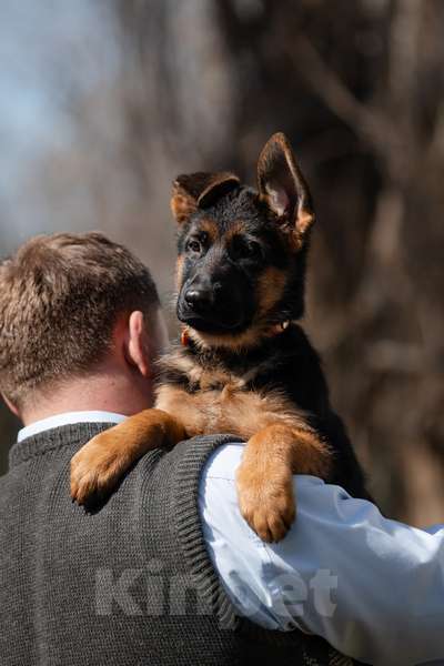 Собаки в Краснодаре: Щенки немецкой овчарки Разнополые, Бесплатно - фото 7