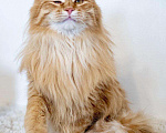 Кошки в Рязани: Рыжие котята, Бесплатно - фото 8