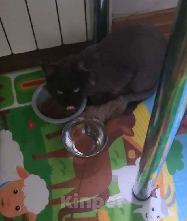 Кошки в Москве: Найдена кошка мейкун  Девочка, Бесплатно - фото 4