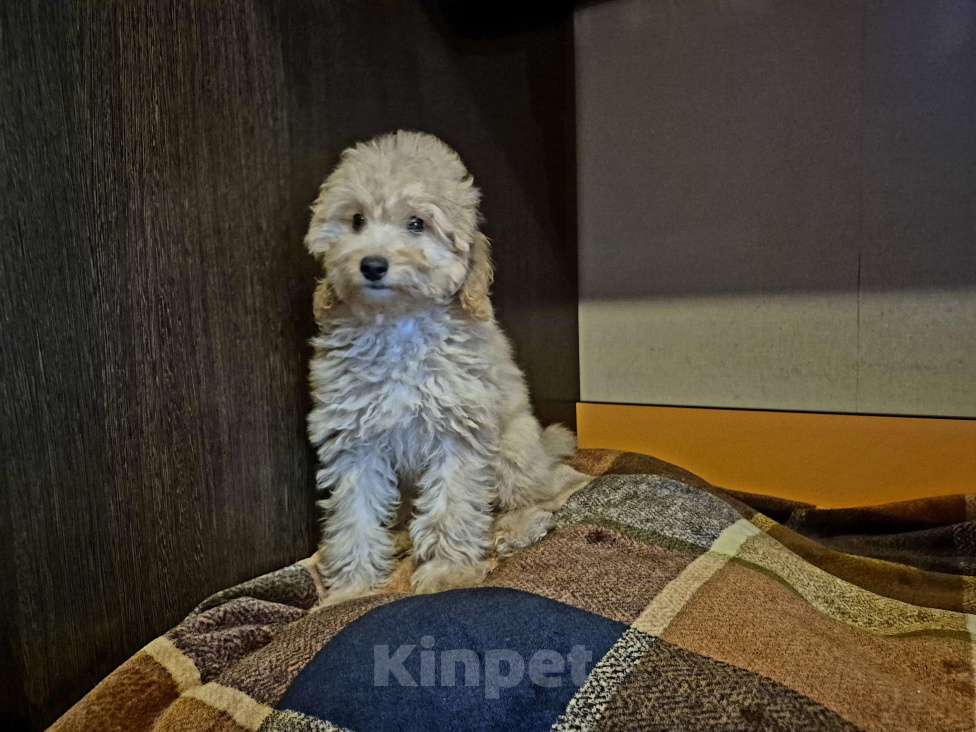 Собаки в Москве: Девочка рыжая Девочка, 60 000 руб. - фото 1