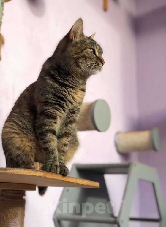 Кошки в Дмитрове: Молодая кошечка Соня. Девочка, Бесплатно - фото 9