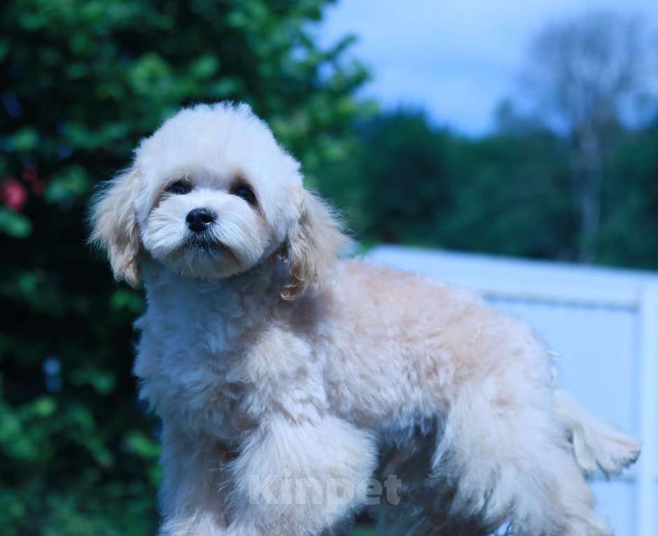 Собаки в Москве: мальтипу Ф1 щенки Мальчик, 70 000 руб. - фото 2