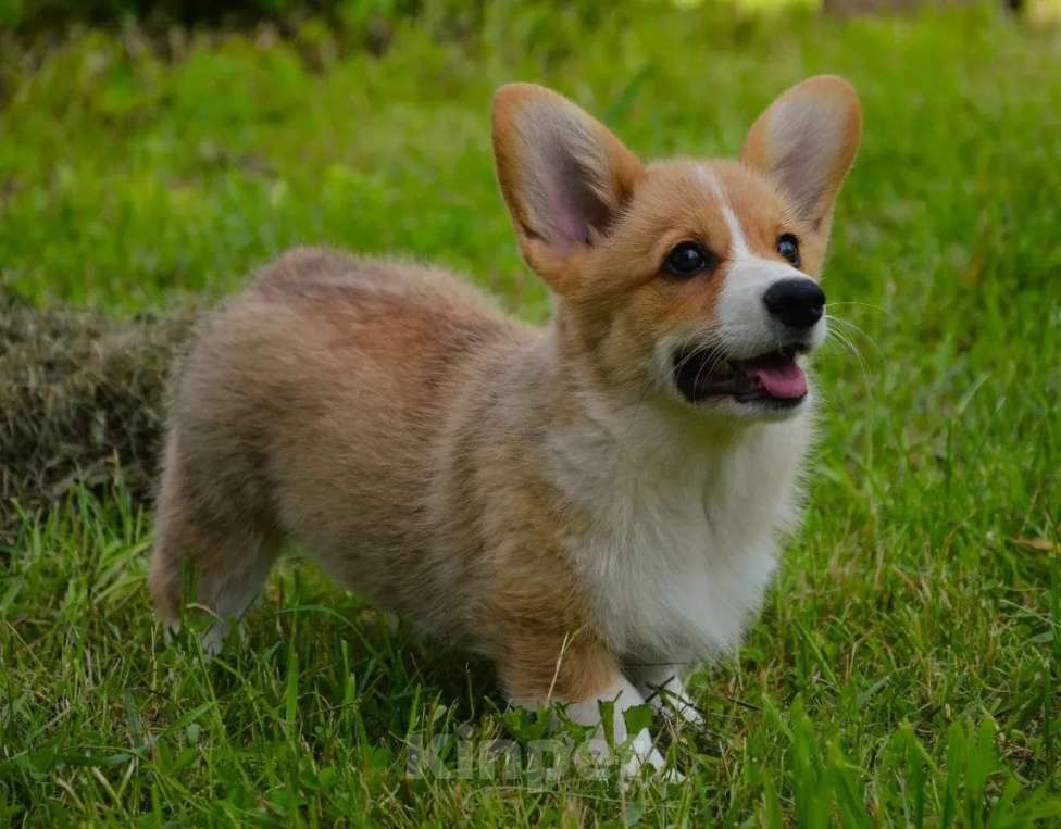 Собаки в Москве: Корги Мальчик, 49 999 руб. - фото 5