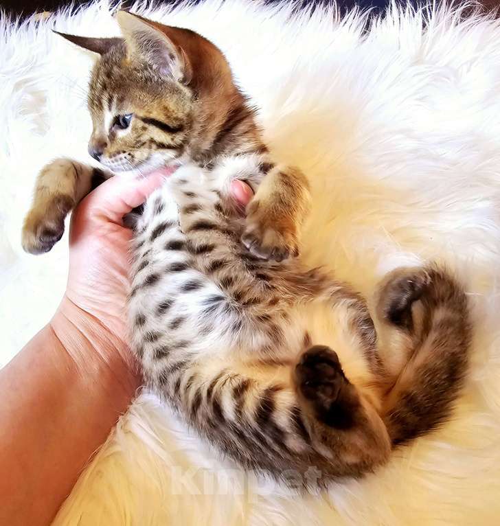 Кошки в Санкт-Петербурге: Котята SAVANNAH Ф4, Ф5 сбт Мальчик, 55 000 руб. - фото 2