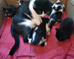Кошки в Кирове: Красивые котята черно белого окраса Мальчик, Бесплатно - фото 2