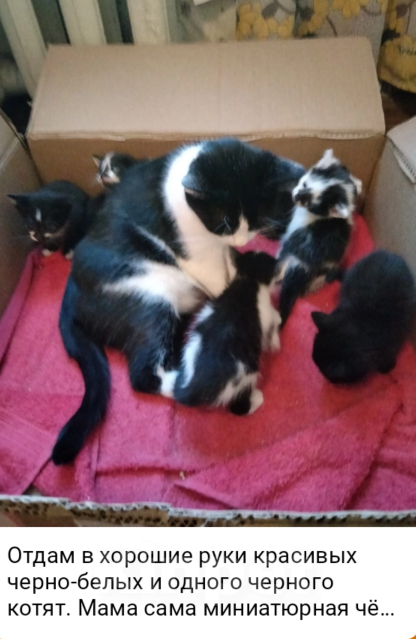 Кошки в Кирове: Красивые котята черно белого окраса Мальчик, Бесплатно - фото 2