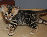 Кошки в Москве: Бенгальский котик  Мальчик, 70 000 руб. - фото 3