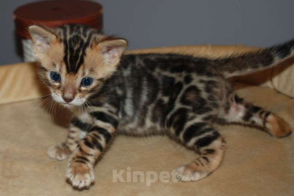 Кошки в Москве: Бенгальский котик  Мальчик, 70 000 руб. - фото 3