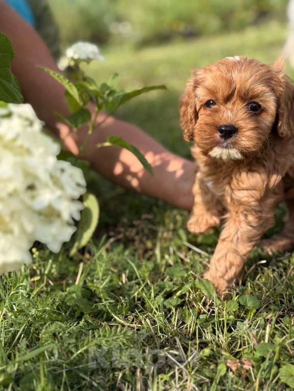 Собаки в Москве: Кавапу щенок мальчик Мальчик, Бесплатно - фото 10
