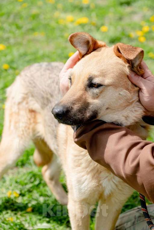 Собаки в Москве: Панда. Самая обнимательная девочка Девочка, Бесплатно - фото 6