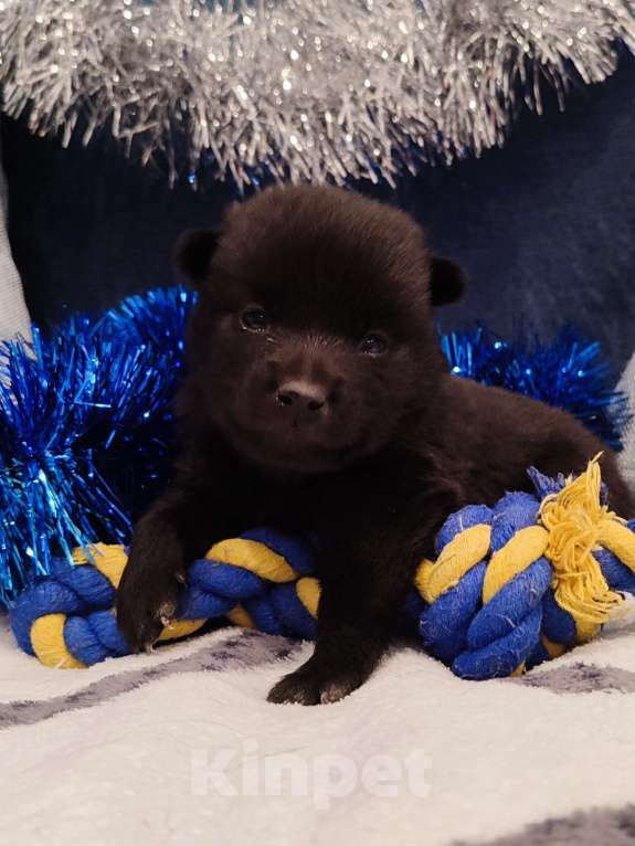 Собаки в Раменском: Щенки шипперке от титулованных родителей в домашних условиях (Синий) Мальчик, 70 000 руб. - фото 3