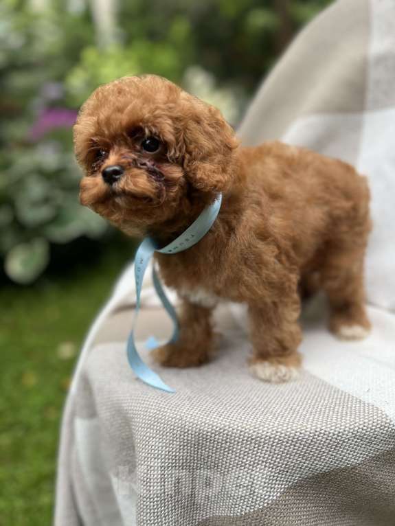 Собаки в Москве: Щенки мальтипу Мальчик, 220 000 руб. - фото 5