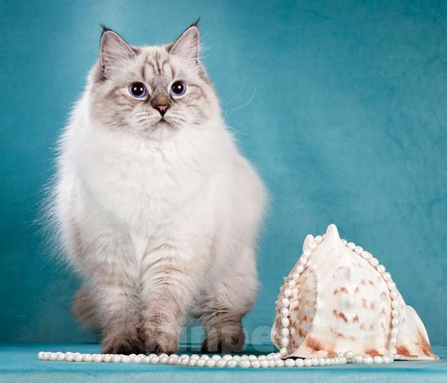 Кошки в Москве: Ласковая кошка Калинка Девочка, 1 000 руб. - фото 2