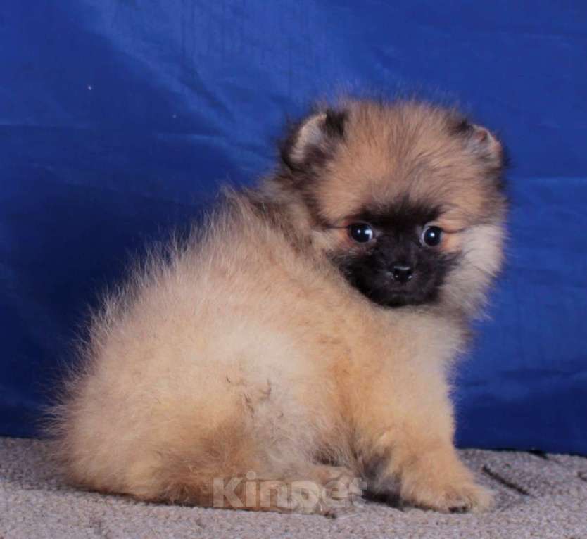 Собаки в Москве: померанский шпиц  мальчик для души Мальчик, 20 000 руб. - фото 5