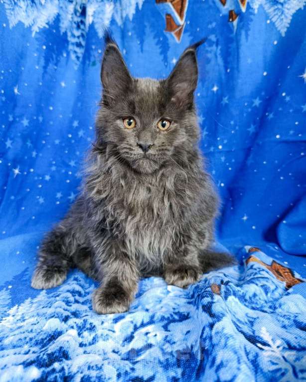 Кошки в Москве: Флиппи Мальчик, 65 000 руб. - фото 4