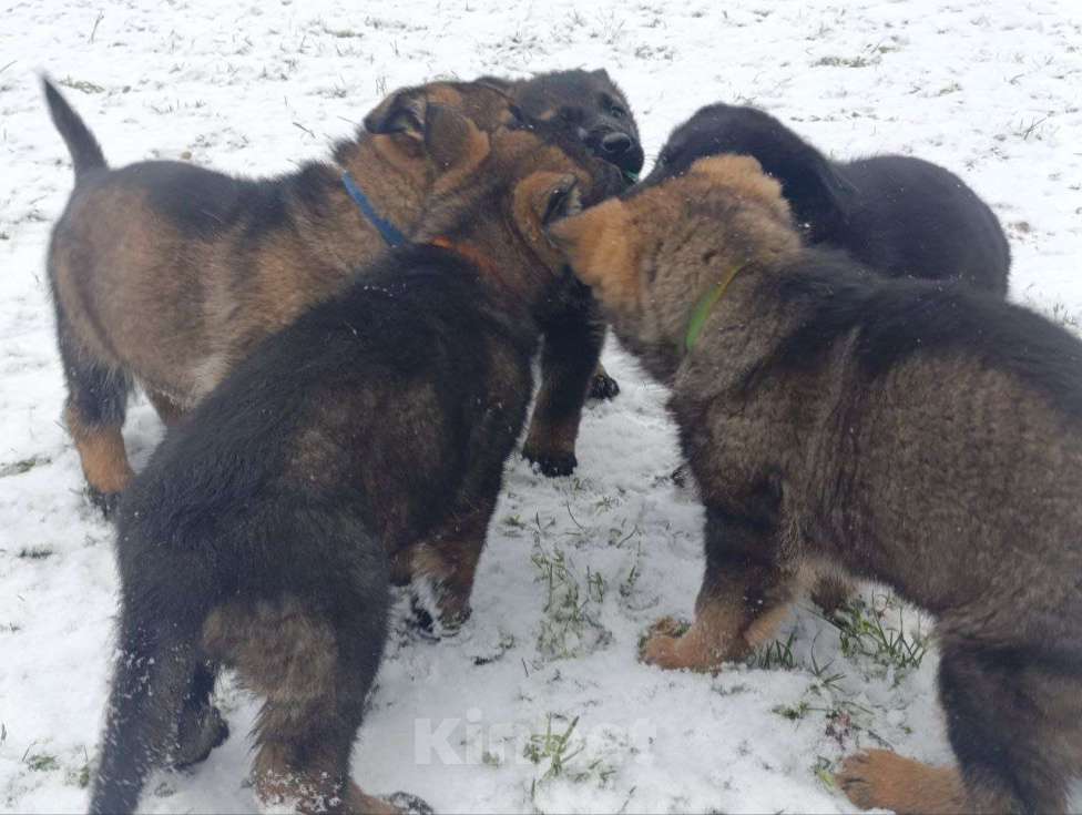 Собаки в Москве: щенки немецкой овчарки  Девочка, 50 000 руб. - фото 2