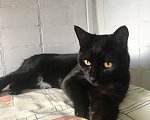 Кошки в Москве: Котик в добрые руки Мальчик, Бесплатно - фото 4