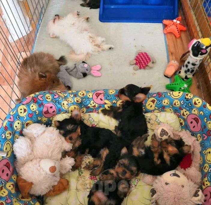 Собаки в Самаре: Мини и стандарт йорки детки Мальчик, Бесплатно - фото 2