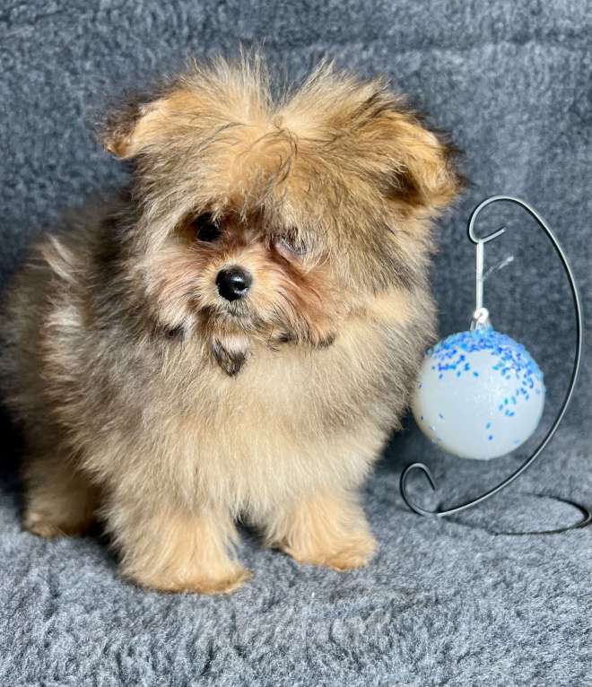 Собаки в Москве: Помапу девочка соболиная Девочка, 45 000 руб. - фото 7