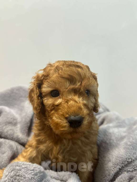 Собаки в Балашихе: Малый пудель, мальчики Мальчик, 50 000 руб. - фото 2