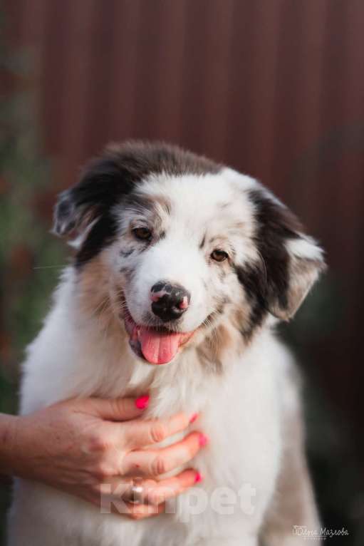 Собаки в Саратове: Австралийская овчарка  Мальчик, 50 000 руб. - фото 2