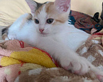 Кошки в Москве: Котенок Нарния ищет дом Девочка, Бесплатно - фото 5