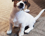 Собаки в других городах Московской области: Джек Рассел терьер,щенок Девочка, 50 000 руб. - фото 2