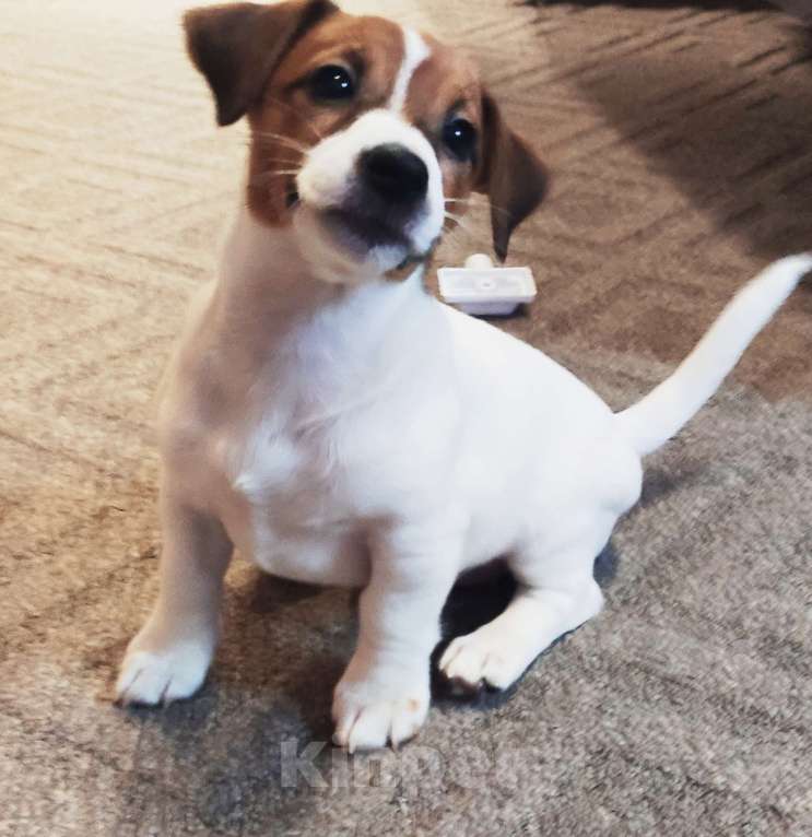 Собаки в других городах Московской области: Джек Рассел терьер,щенок Девочка, 50 000 руб. - фото 2