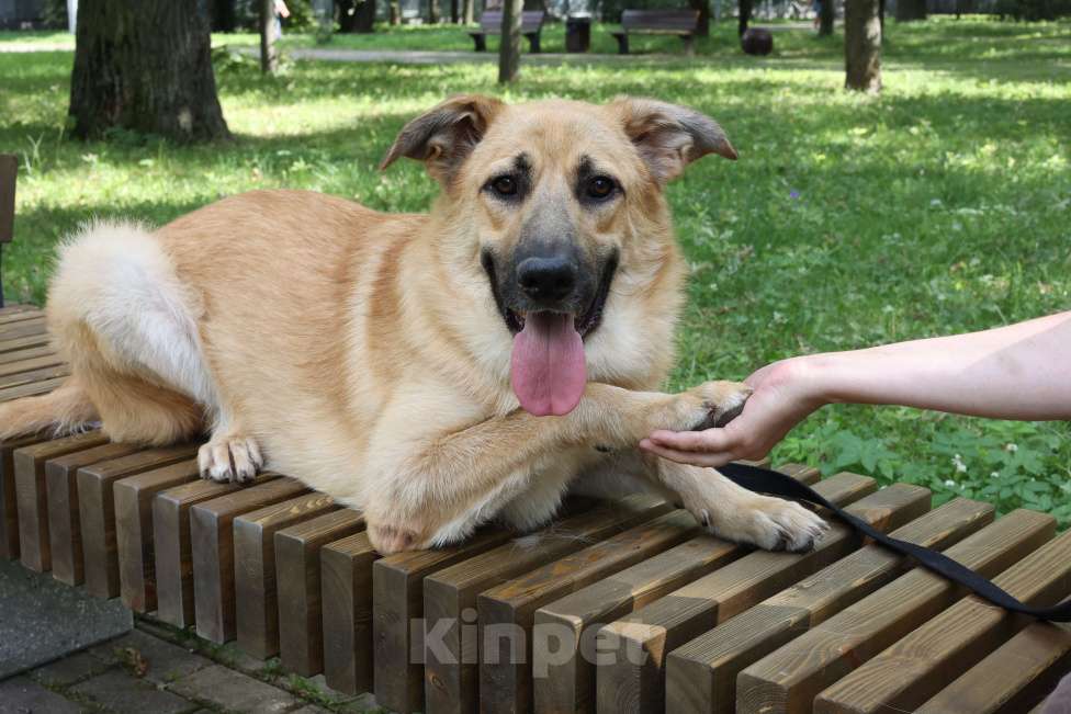 Собаки в Москве: Собака в добрые руки бесплатно Москва Мальчик, Бесплатно - фото 6