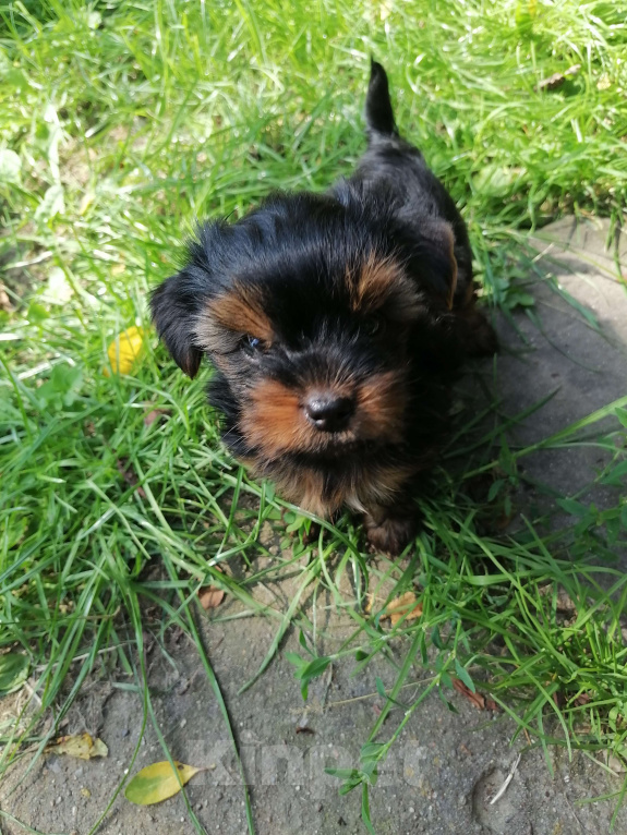 Собаки в Москве: Йоркширский терьер, девочка  Девочка, 40 000 руб. - фото 2