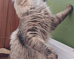 Кошки в Туле: потерялась кошечка Девочка, Бесплатно - фото 3
