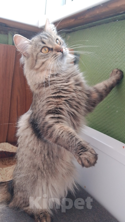 Кошки в Туле: потерялась кошечка Девочка, Бесплатно - фото 3