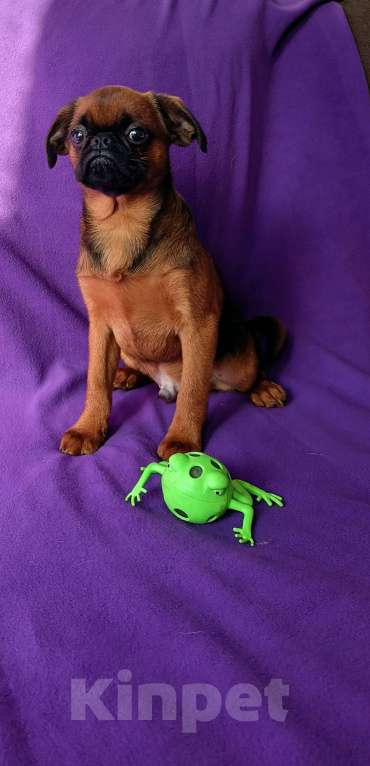 Собаки в Санкт-Петербурге: Рыжее солнышко Мальчик, 80 000 руб. - фото 2