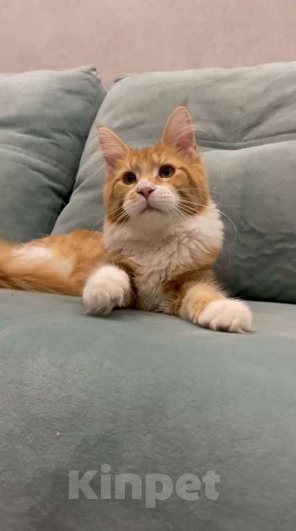 Кошки в Иркутске: Мейн-кун кошечка Девочка, 25 000 руб. - фото 3