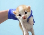 Кошки в Санкт-Петербурге: Мальчик котенок в добрые руки Мальчик, Бесплатно - фото 1