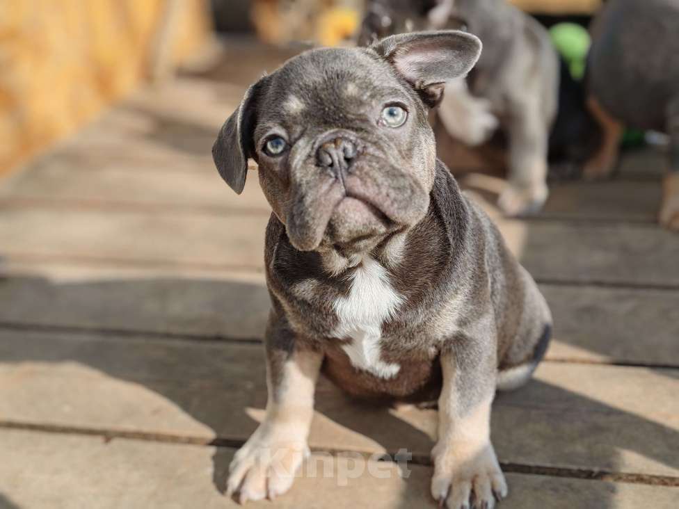 Собаки в Санкт-Петербурге: Шикарная лиловая  девочка Девочка, 60 000 руб. - фото 7