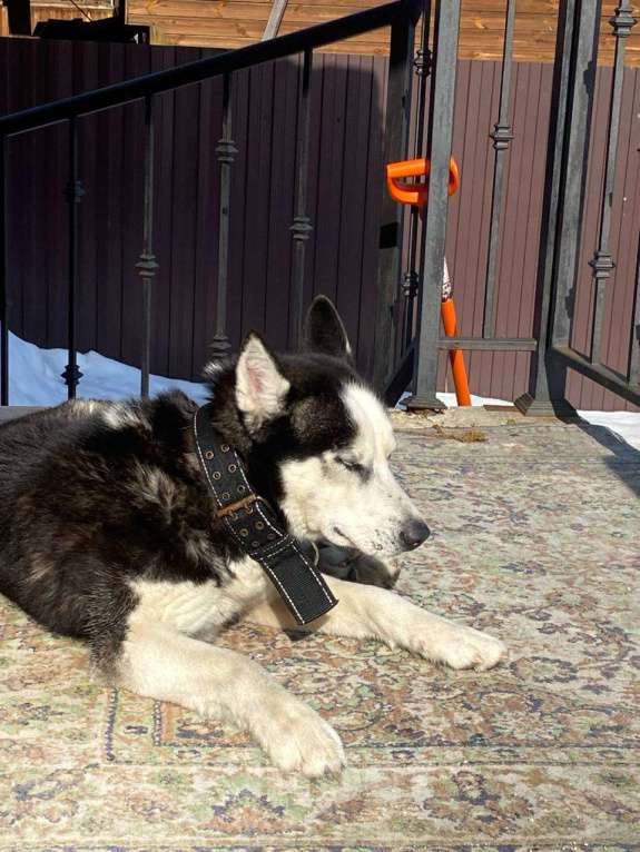 Собаки в других городах Московской области: Нашли собаку Мальчик, Бесплатно - фото 4