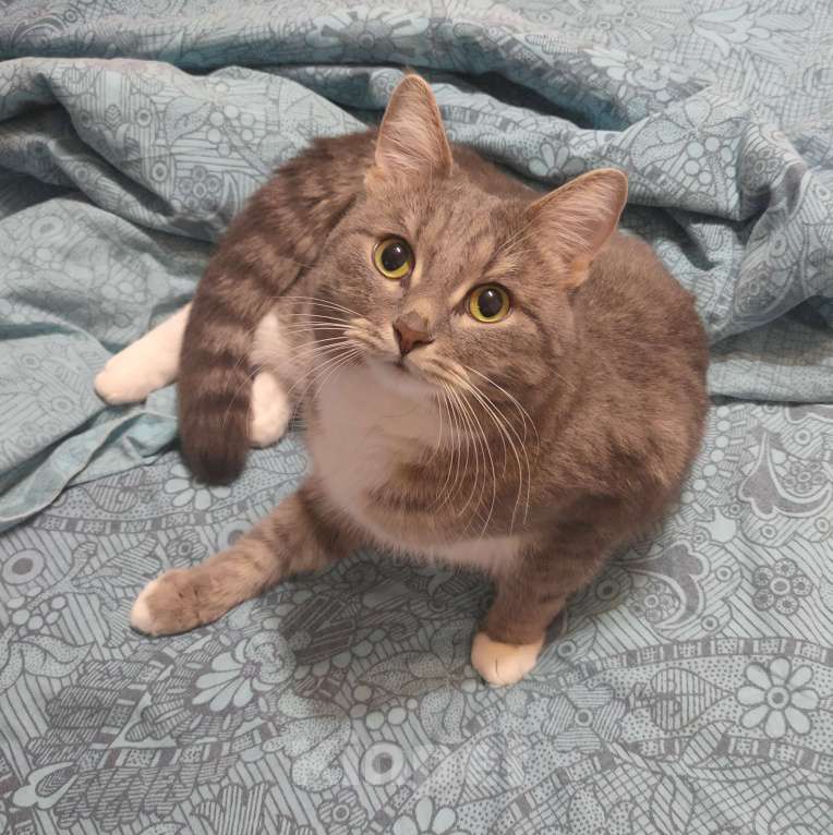 Кошки в Кирове: Отдам кота в добрые руки Мальчик, Бесплатно - фото 4