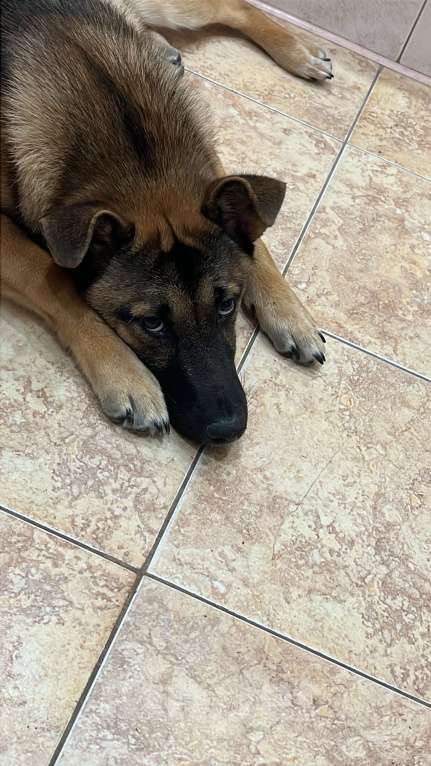 Собаки в Москве: Ронни ,отдаю в хорошие руки 🙏 Мальчик, Бесплатно - фото 2