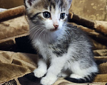 Кошки в Санкт-Петербурге: котята на развес Разнополые, Бесплатно - фото 4