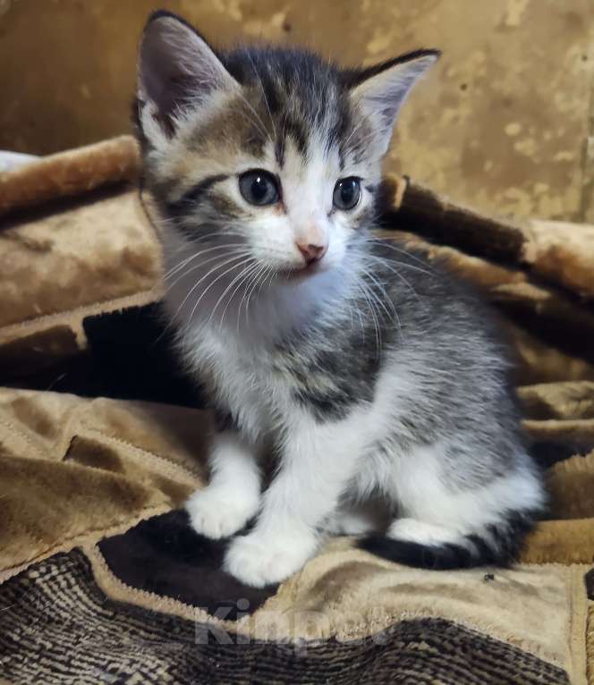 Кошки в Санкт-Петербурге: котята на развес Разнополые, Бесплатно - фото 4