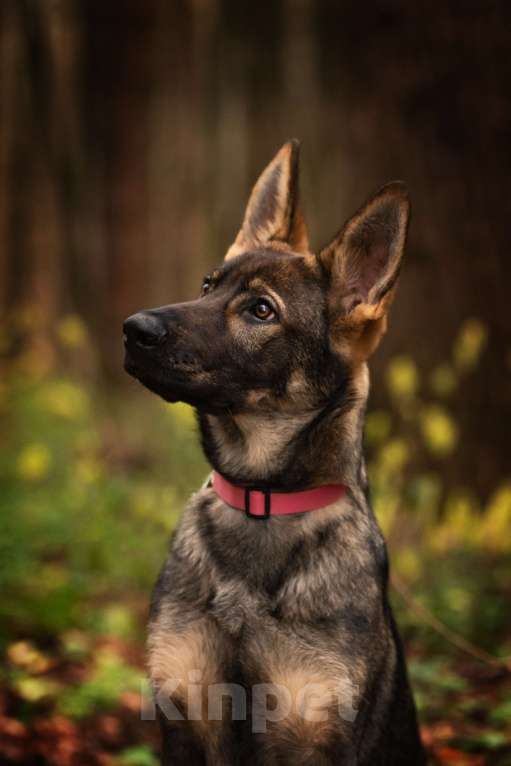 Собаки в Бронницах: Щенок немецкой овчарки Девочка, 50 000 руб. - фото 2