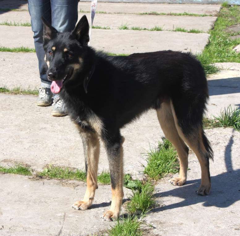 Собаки в Москве: Дружелюбный красавчик Лимончик ищет дом и любимую семью  Мальчик, Бесплатно - фото 9