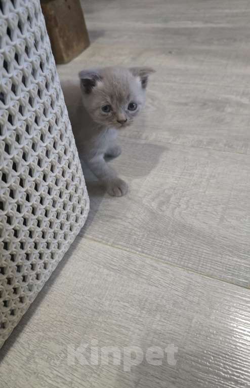 Кошки в Уссурийске: Продам шотландского вислоухого котенка Мальчик, 6 111 руб. - фото 1