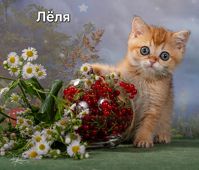 Шотландские котята