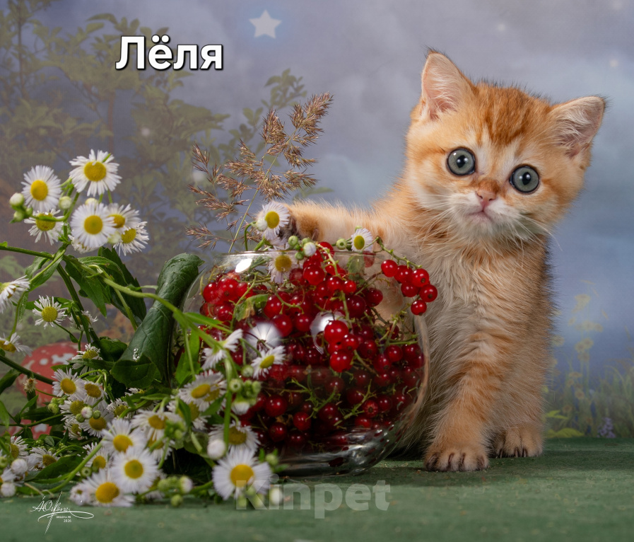 Кошки в других городах Калужской области: Шотландские котята Девочка, 30 000 руб. - фото 1