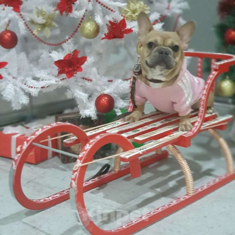 Собаки в Ковровом: Мальчик французского бульдога, со всеми документами  Мальчик, 85 000 руб. - фото 8