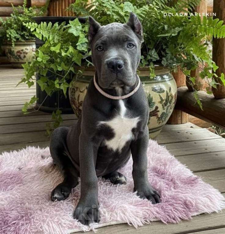 Собаки в Москве: Серая красотка кане корсо Девочка, 90 000 руб. - фото 1