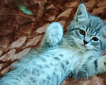 Кошки в Севастополе: Шотландский прямоухий котёнок Мальчик, 13 000 руб. - фото 3